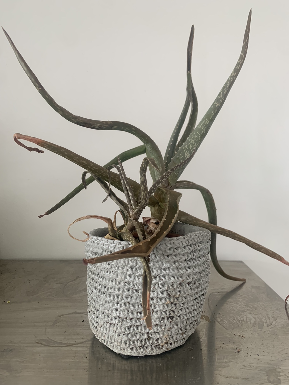 Aloe Vera Plant - photo 2