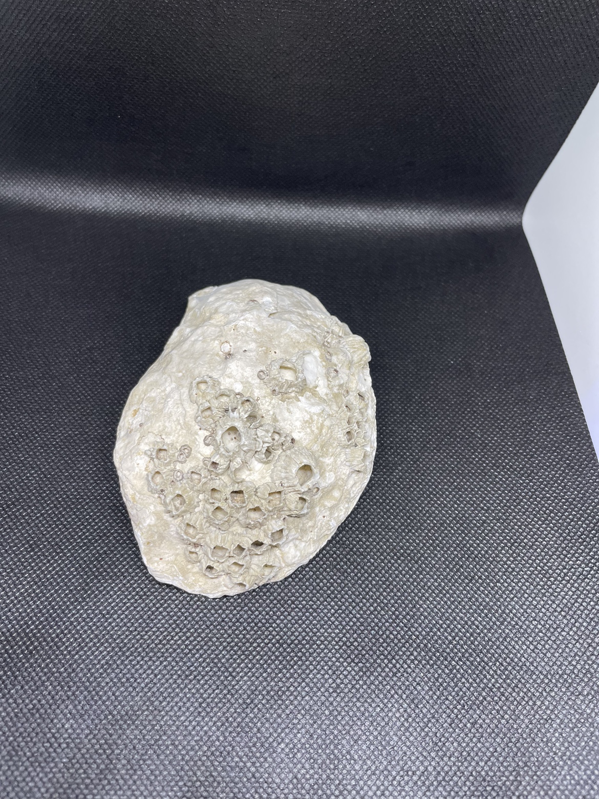 Oyster Shell - photo 5