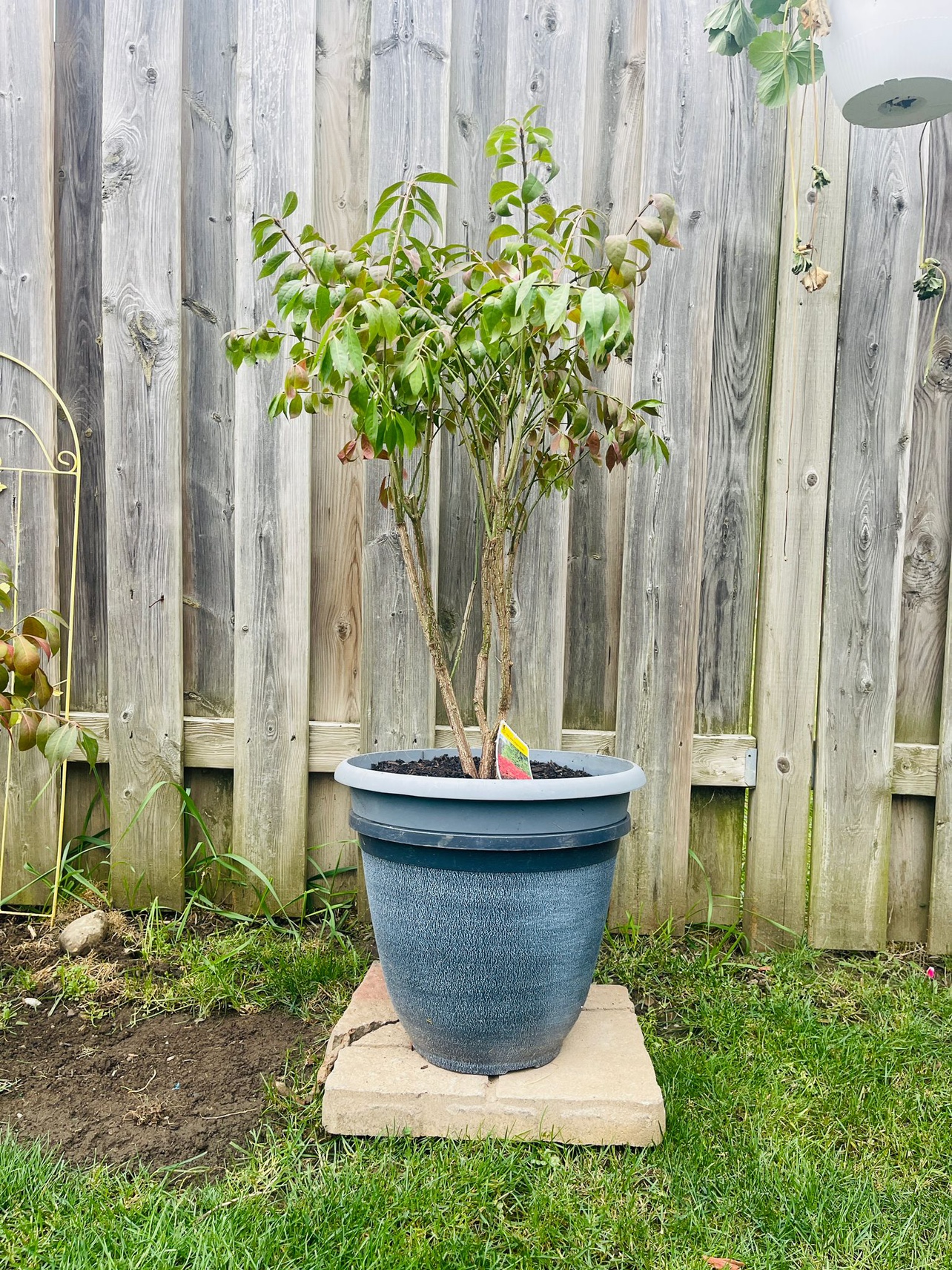 Burning Bush Plant - photo 2