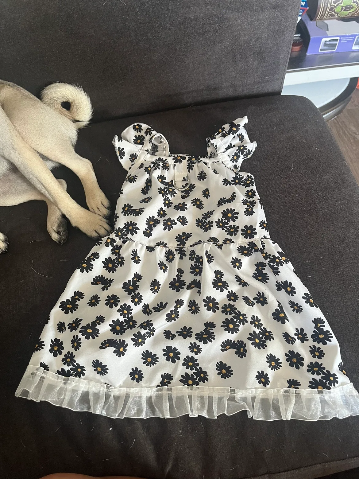 Cute Daisy Dress for a dog #bingo image indicator(2)