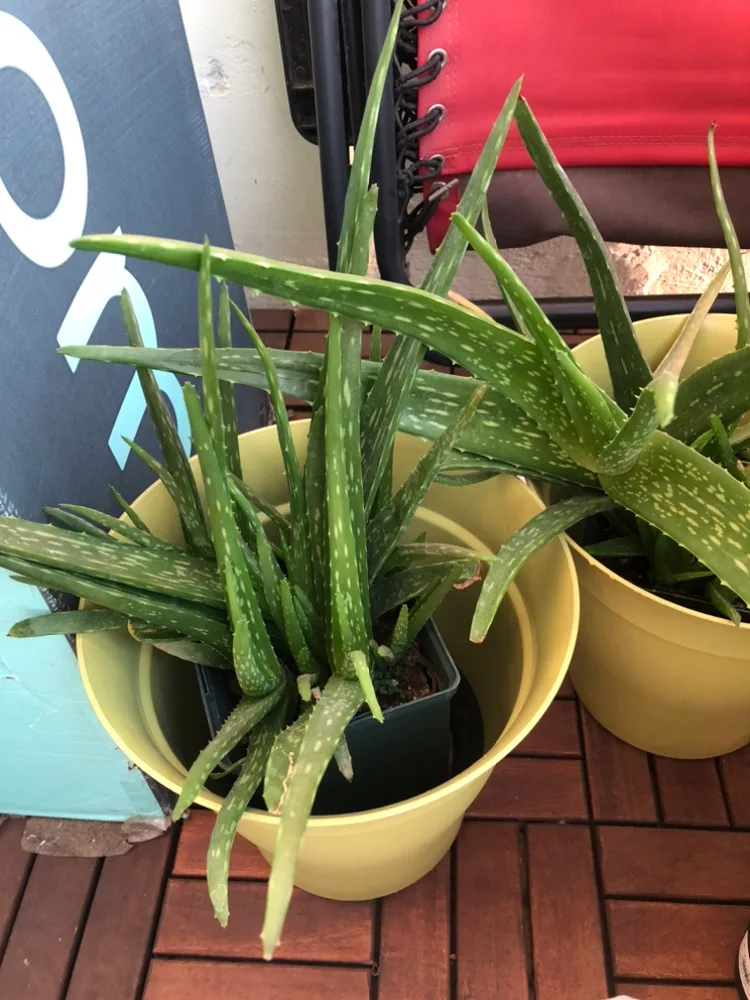 Aloe Vera Plant 5” thumbnail