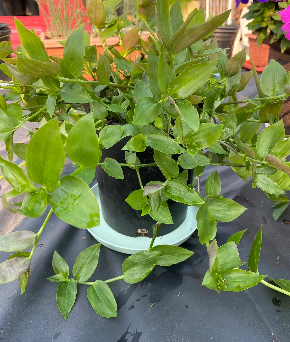 Inch Plant green variety, in 1 gallon pot. Indoor tropical plant image indicator(2)