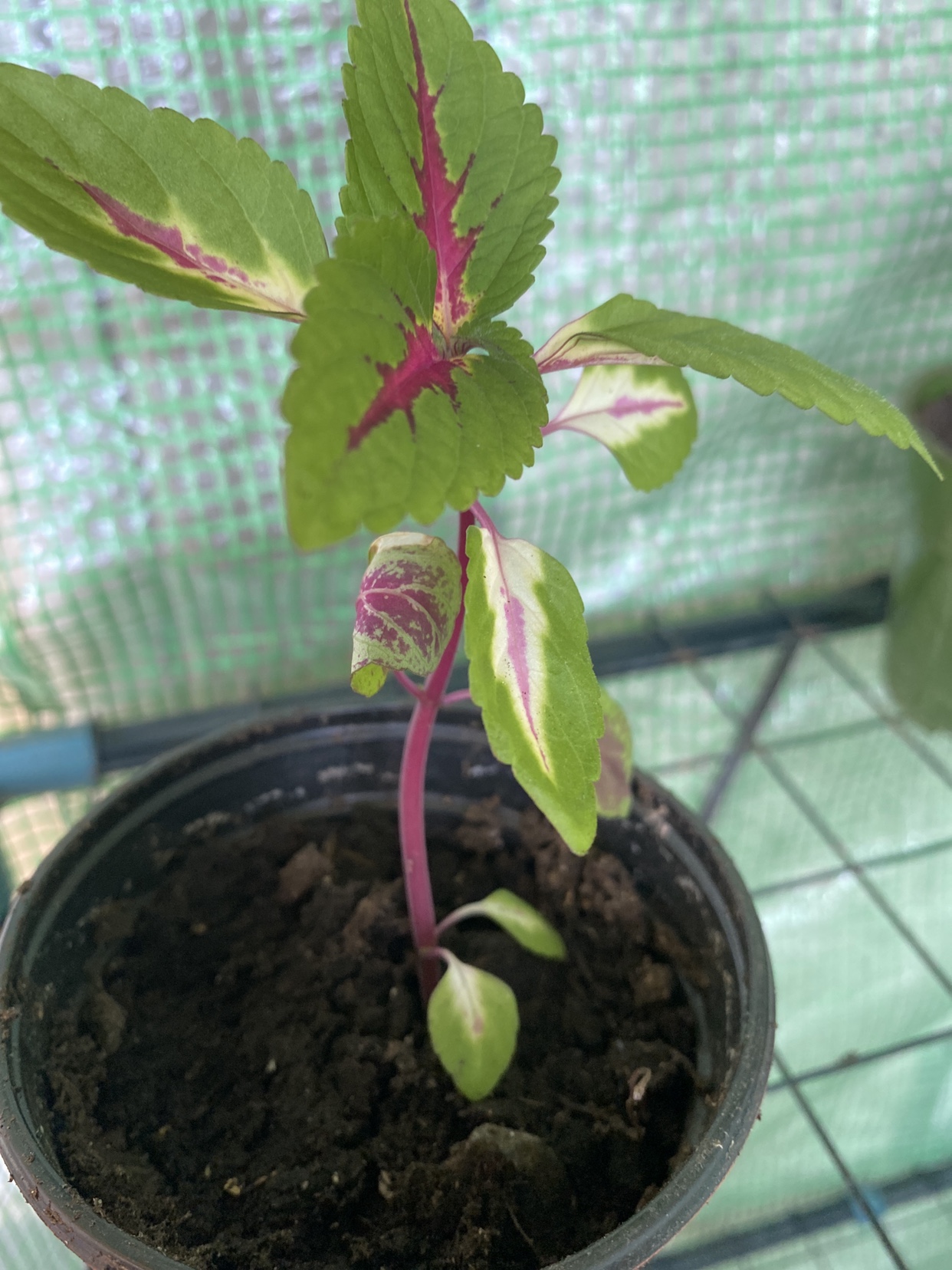 Coleus plant