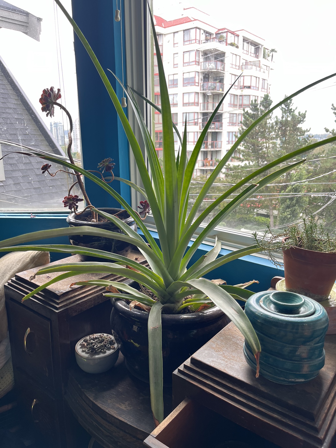 Large Pineapple Plant