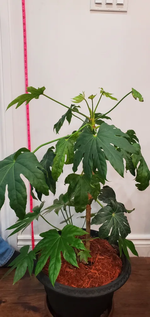 home plants image indicator(3)