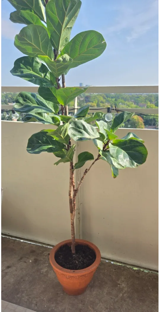Large healthy fiddle leaf fig plant thumbnail
