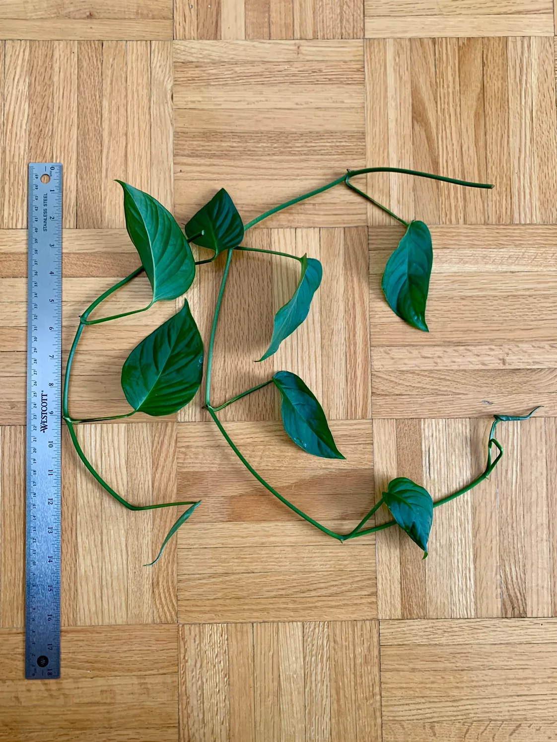 Monstera Plant Cutting 🧡 thumbnail