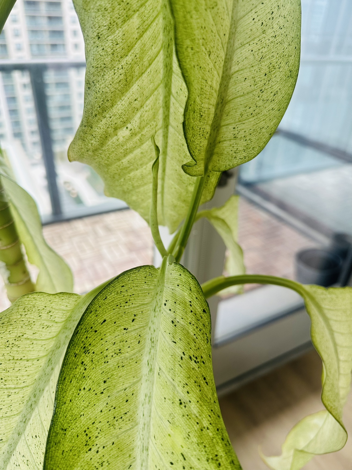 Large Dieffenbachia Plant in Pot - photo 4
