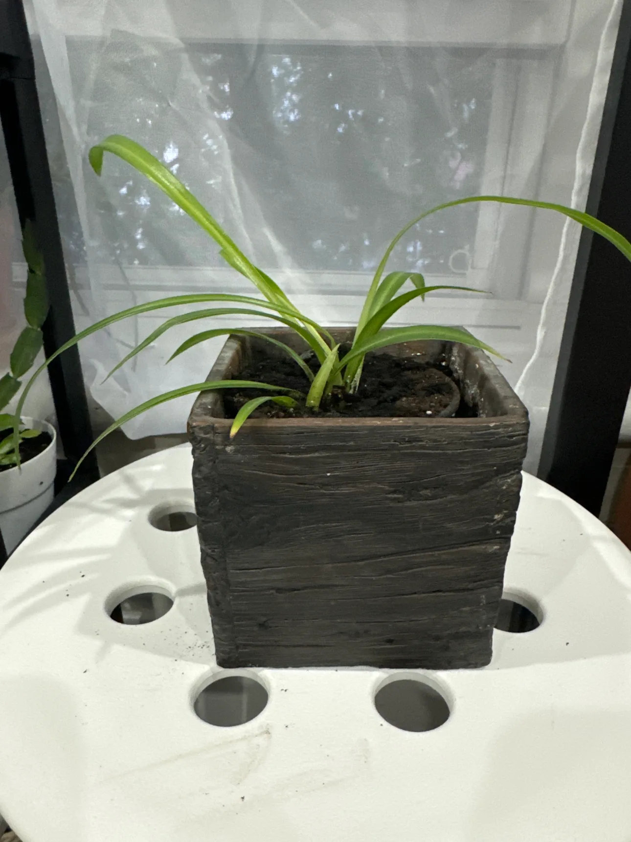 Healthy Spider Plant thumbnail