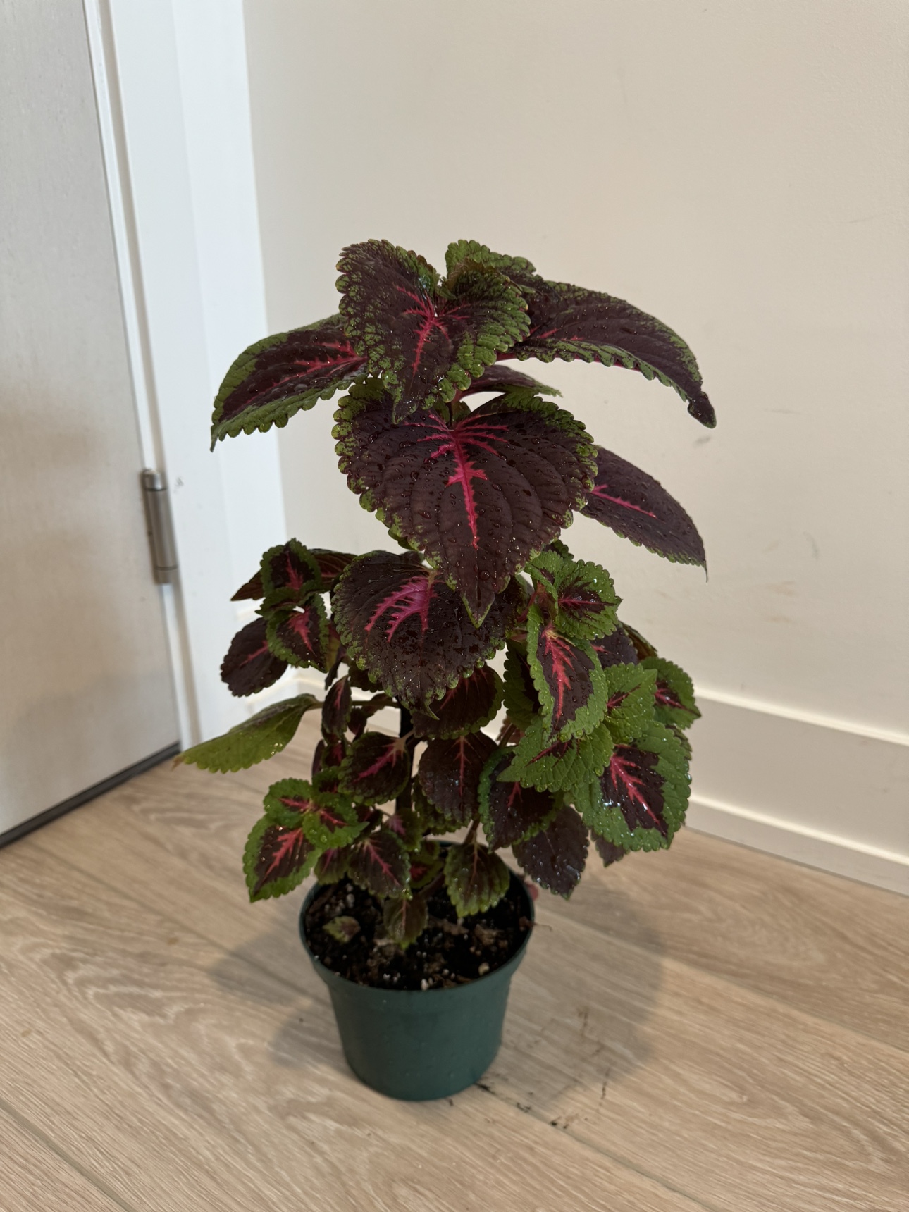 Coleus Plant 🧡 - photo 2