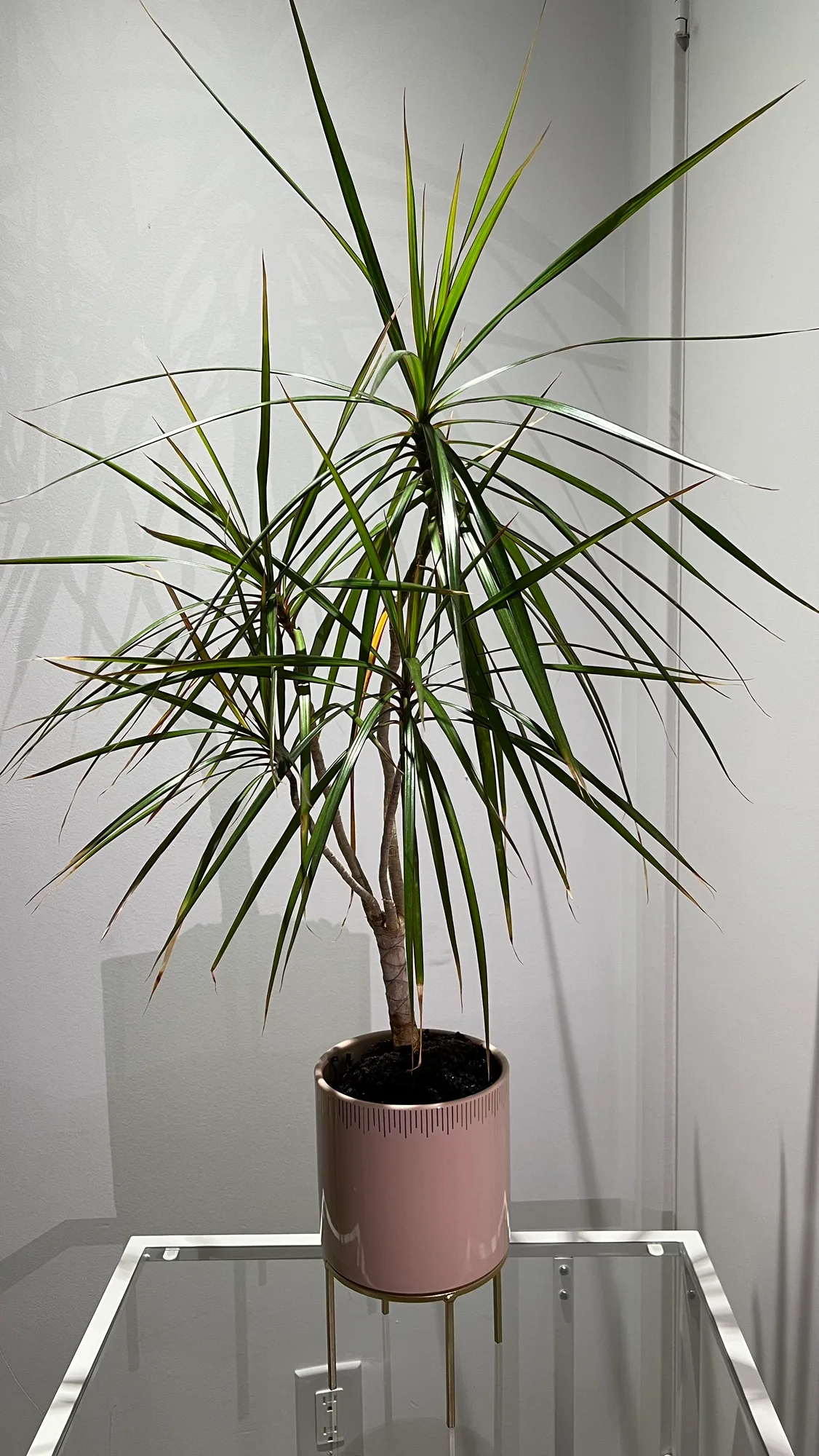 Dragon Tree Plant thumbnail
