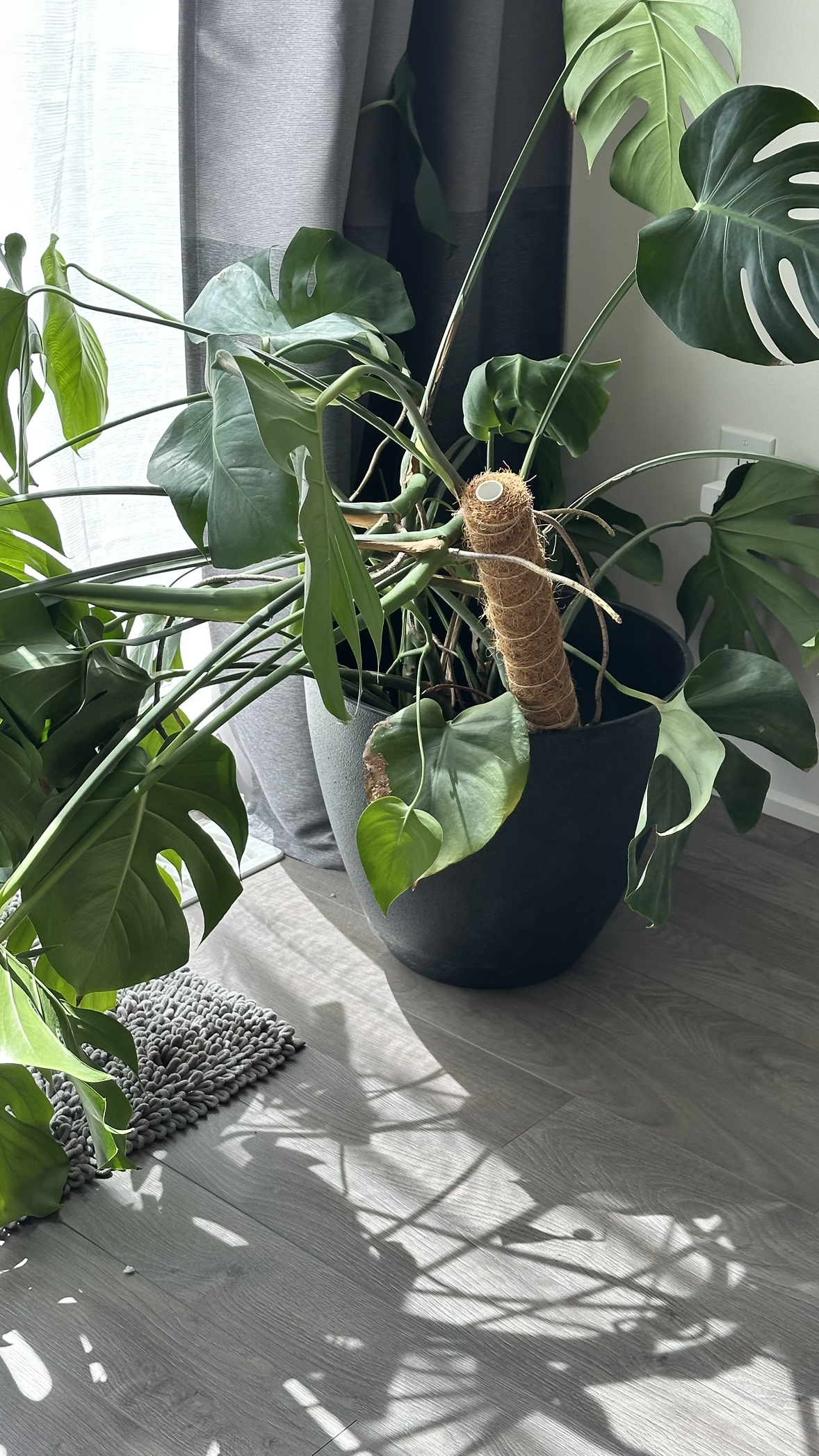 Monstera Deliciosa Plant - photo 2