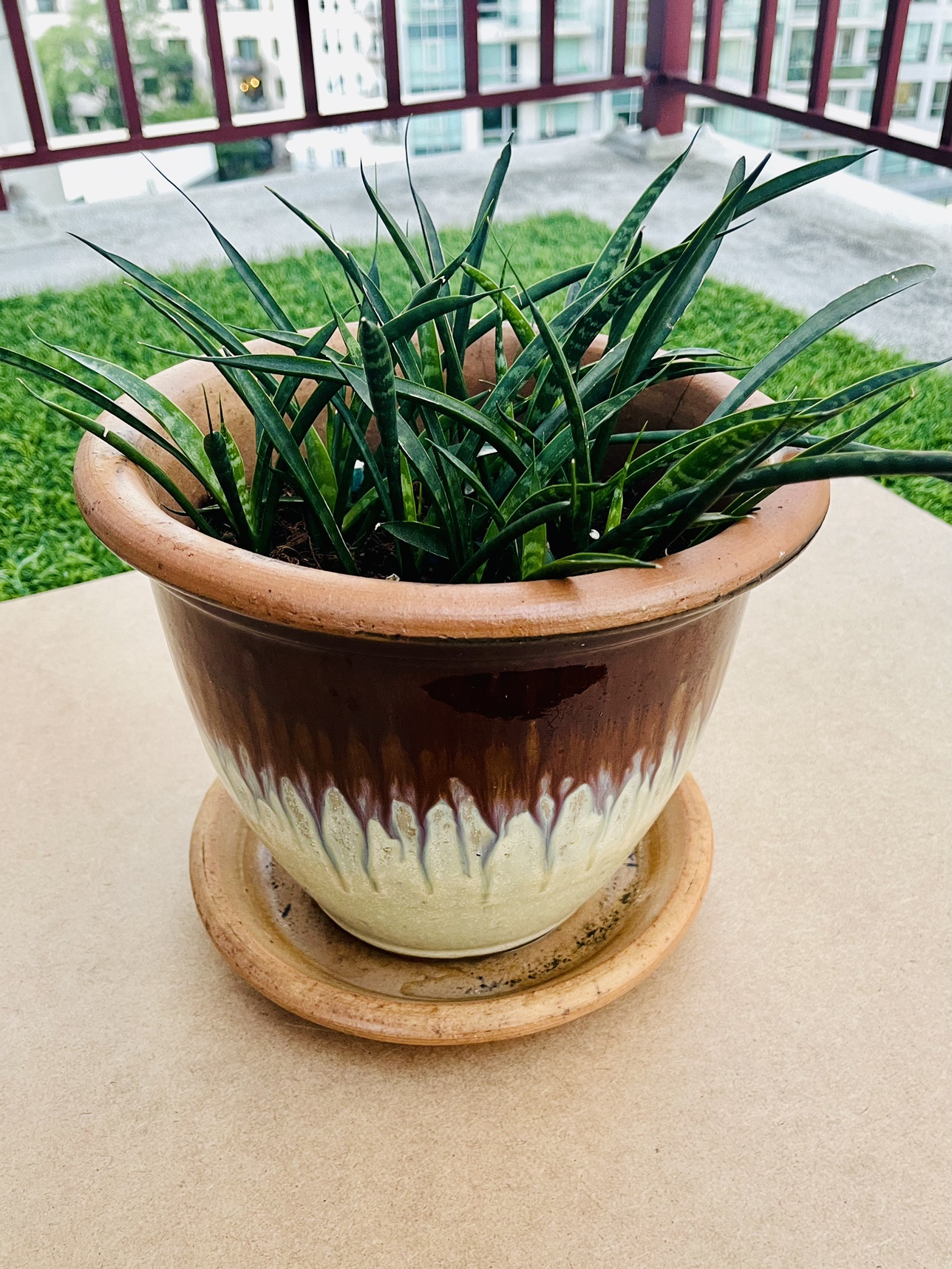 Snake Plant in Pot - photo 2