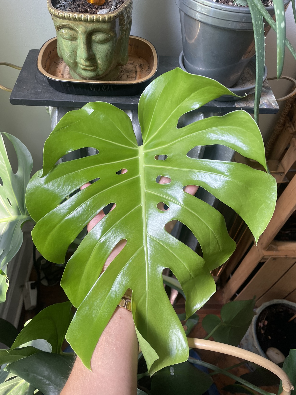 Monstera Deliciosa cuttings