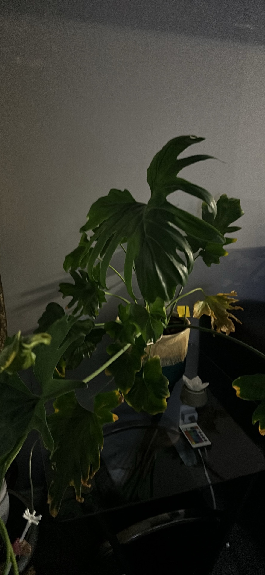 Monstera Plant