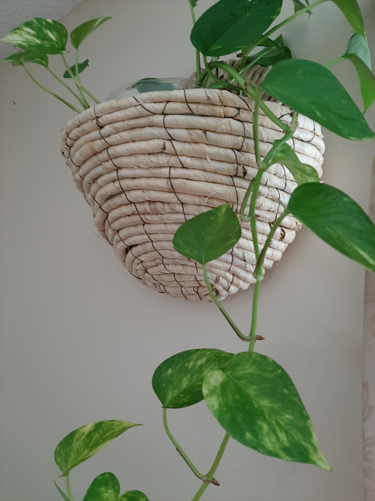 Healthy pothos