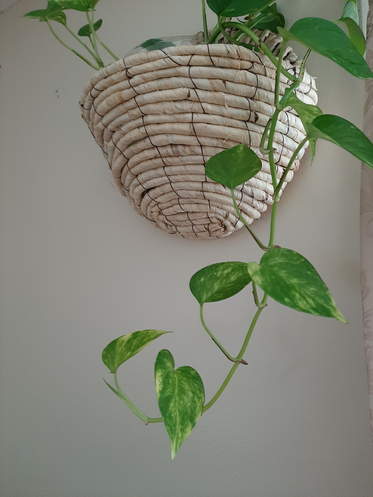 Healthy pothos - photo 2