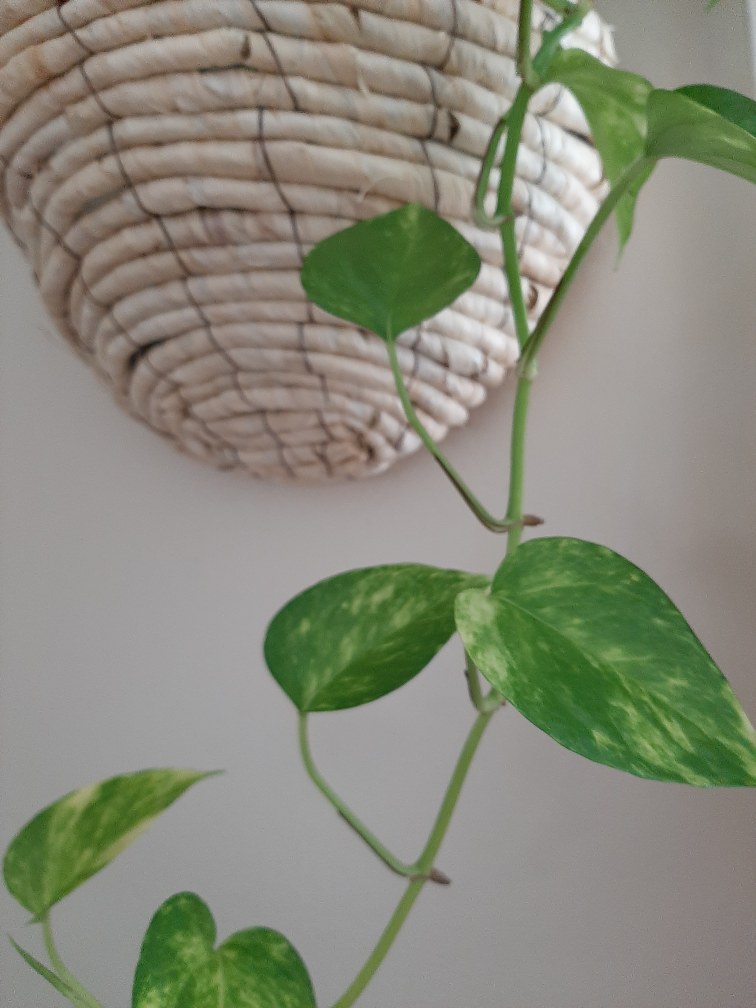 Healthy pothos - photo 3