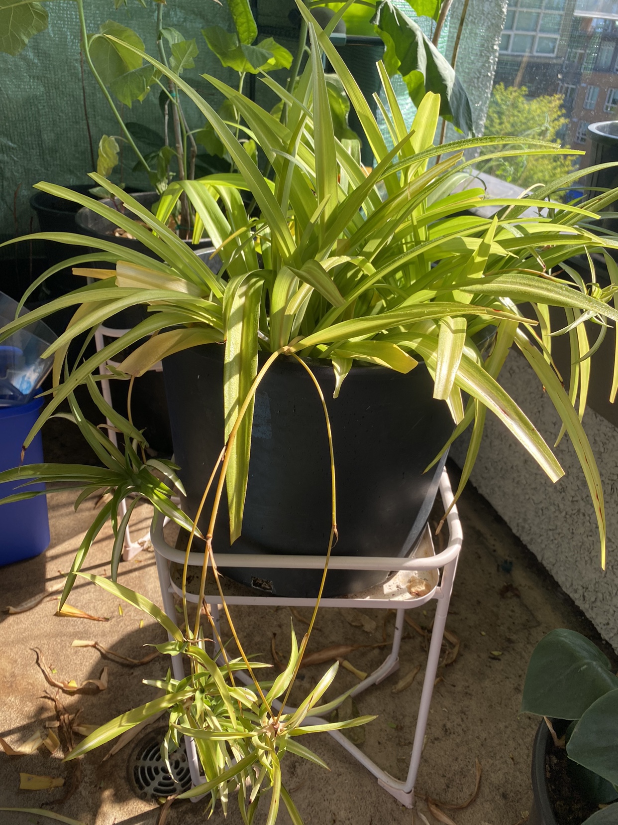Spider Plant