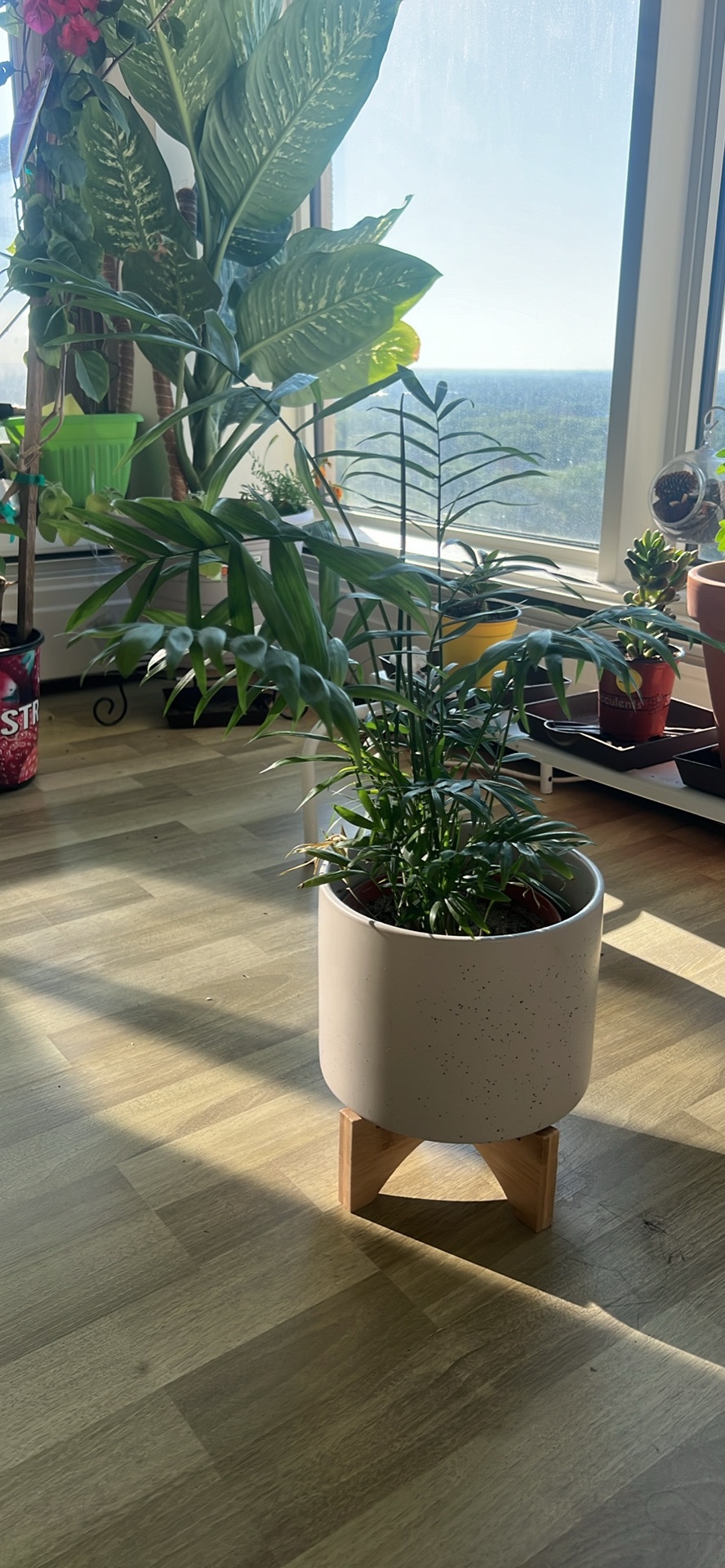 Palm Plant - photo 3