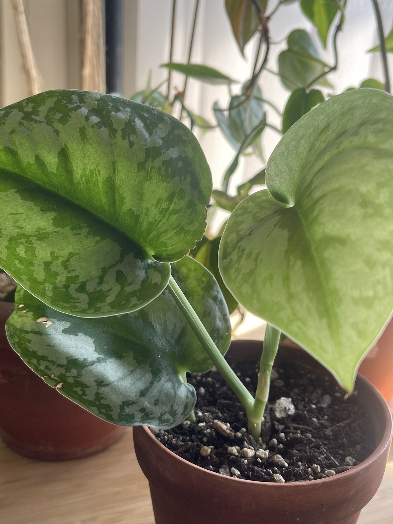 Silver Satin Pothos - photo 3