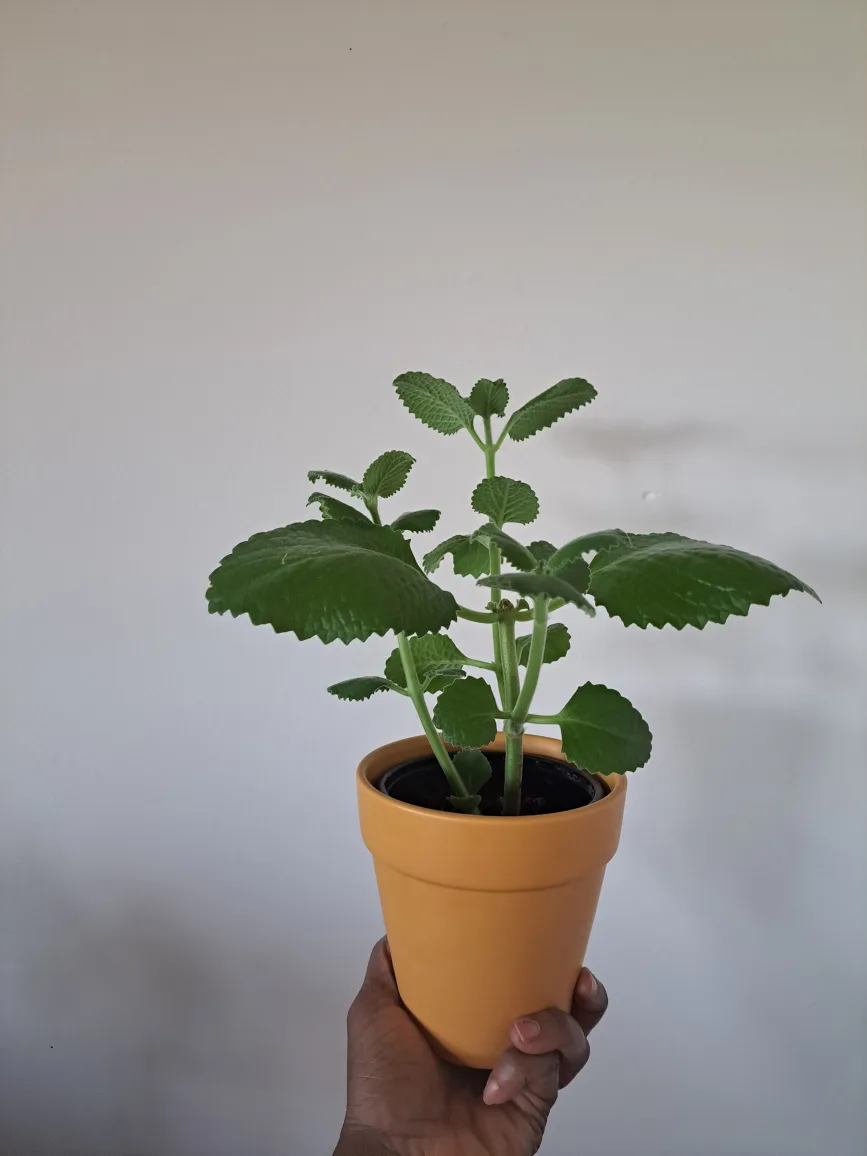 Potted Herb Plant image indicator(3)