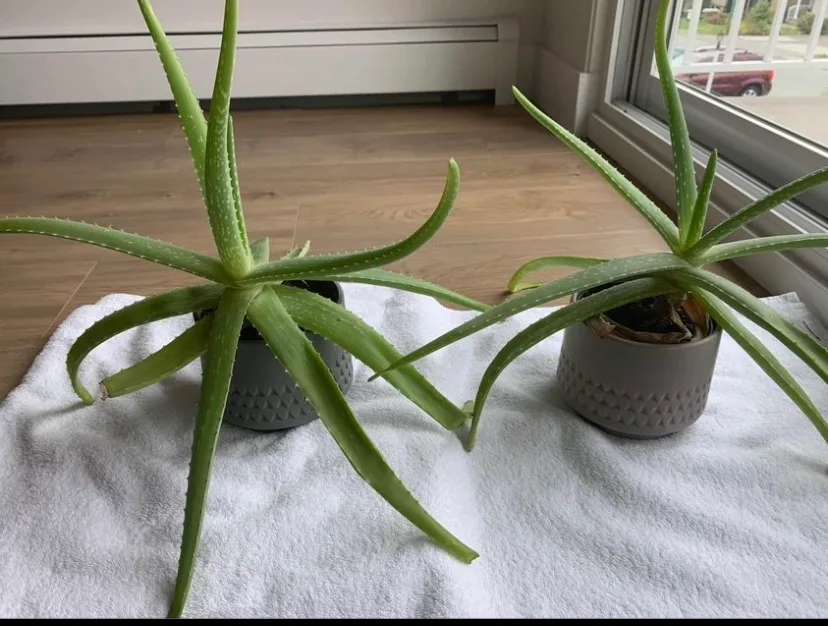Aloe Vera Plants (2) image indicator(3)