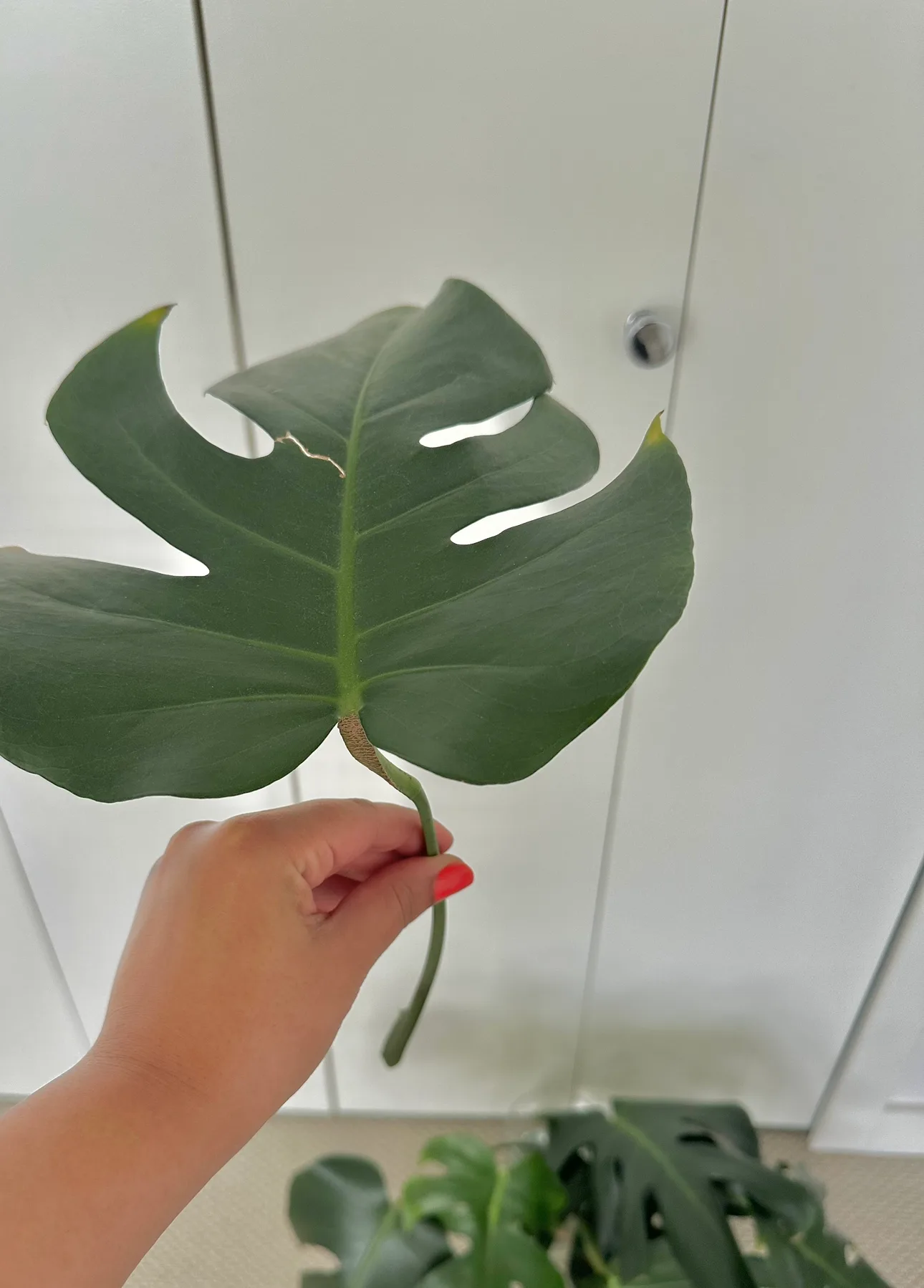 Monstera  Plant cuttings #freecycle thumbnail