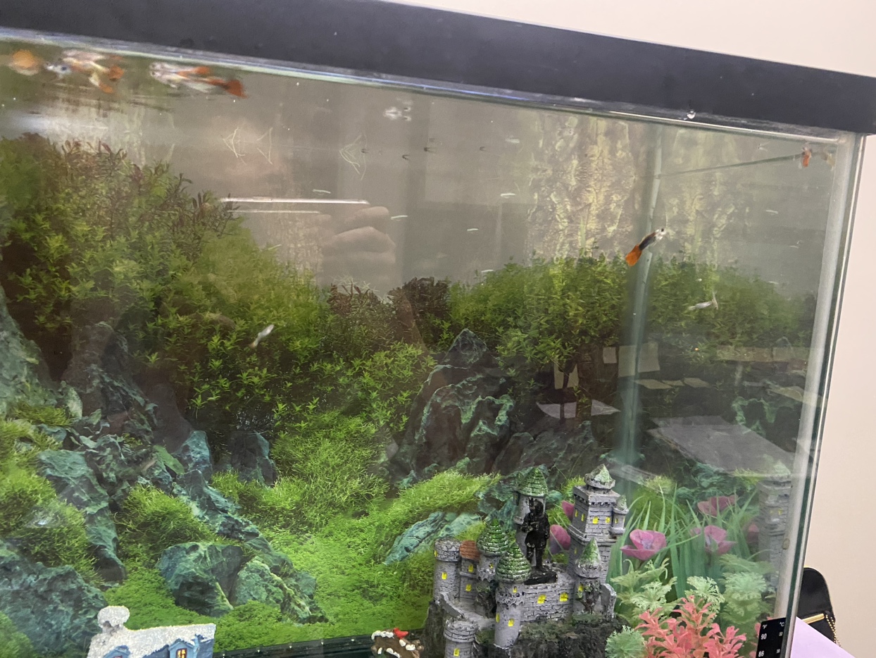 Fish tank Aquarium set - photo 4