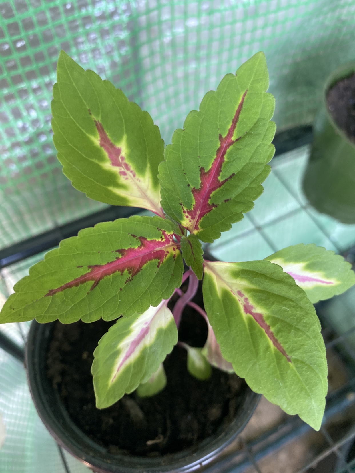 Coleus plant - photo 2