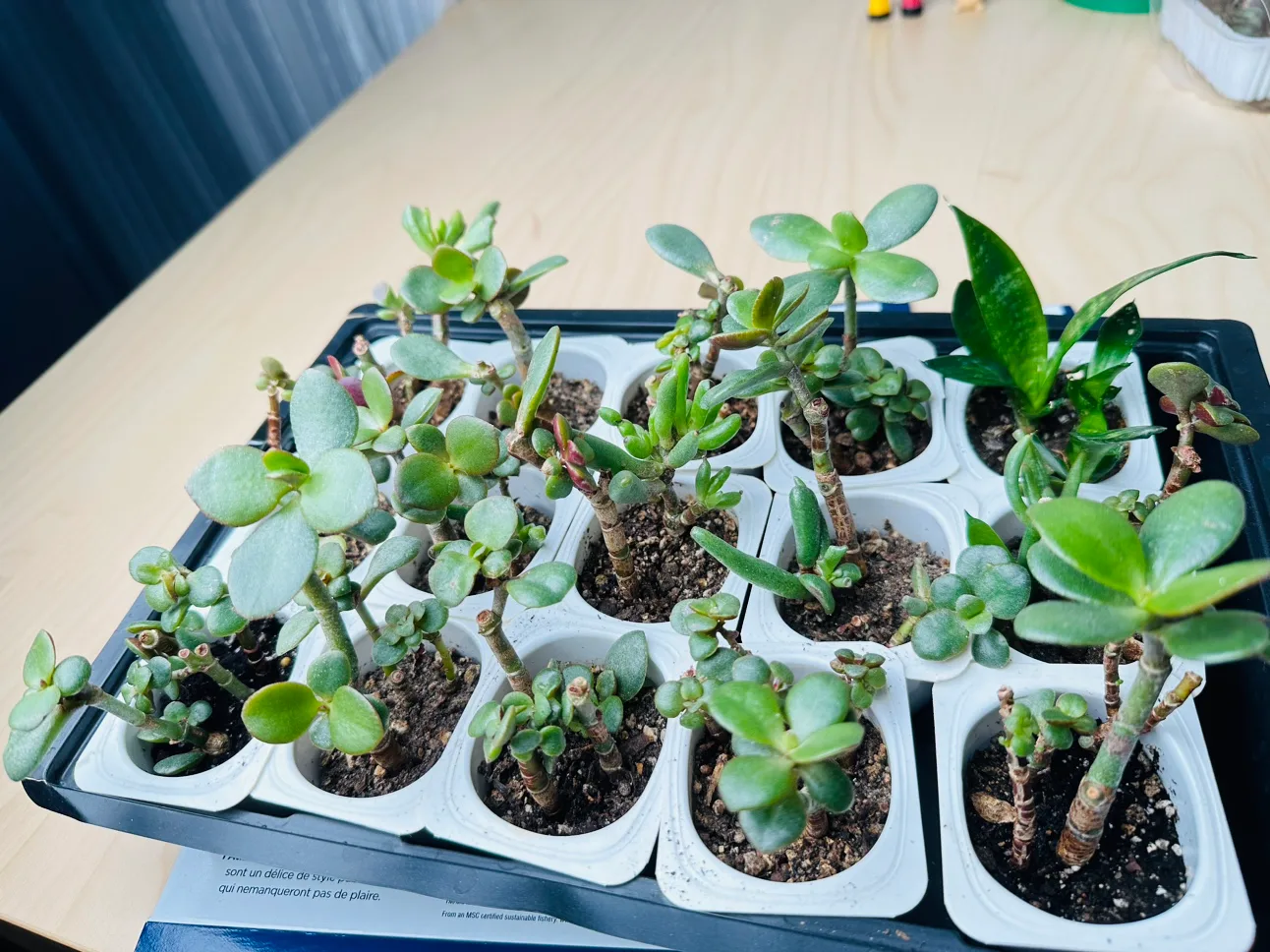 Jade Plant Pack/ all for $10 thumbnail