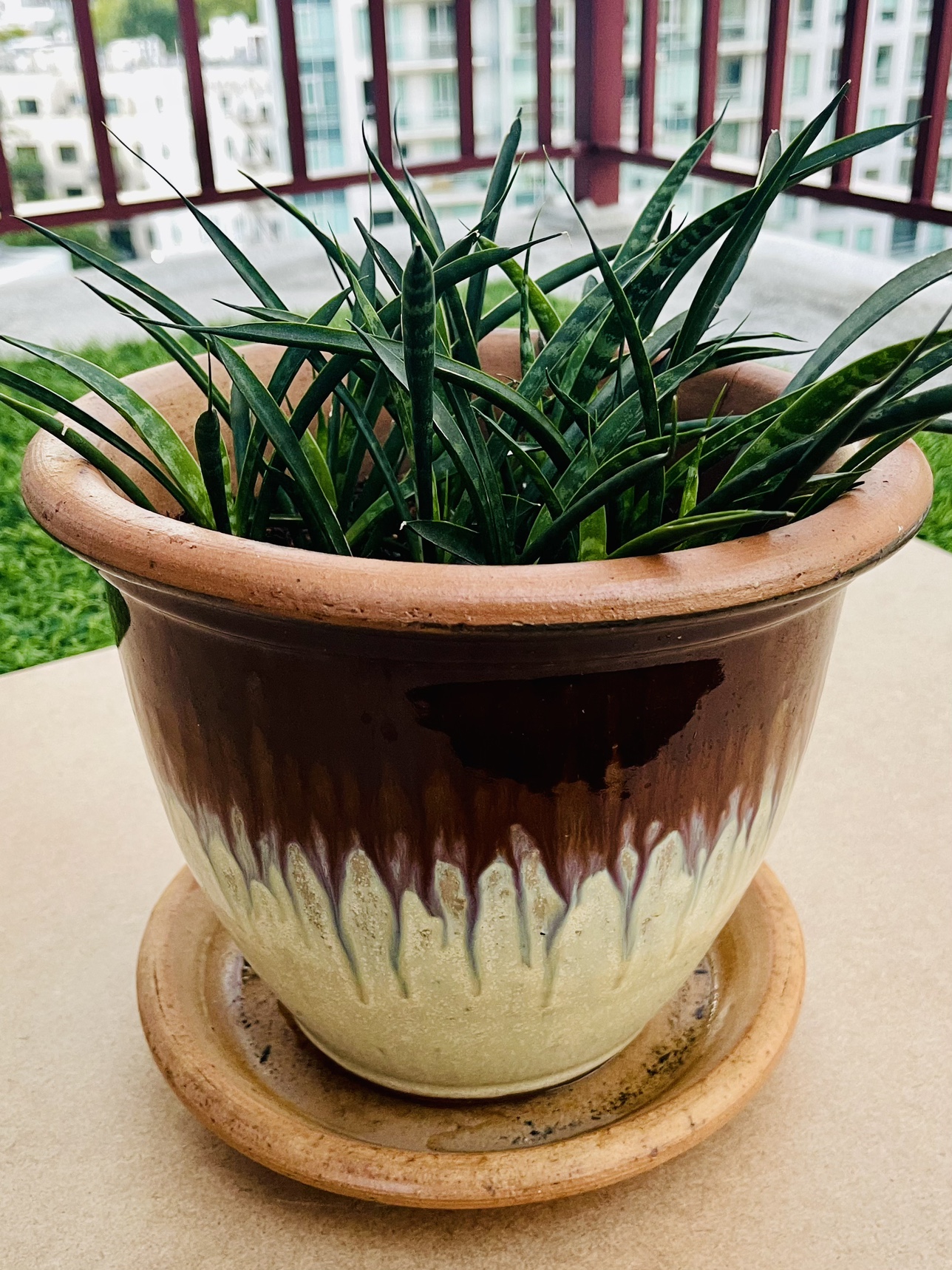 Snake Plant in Pot