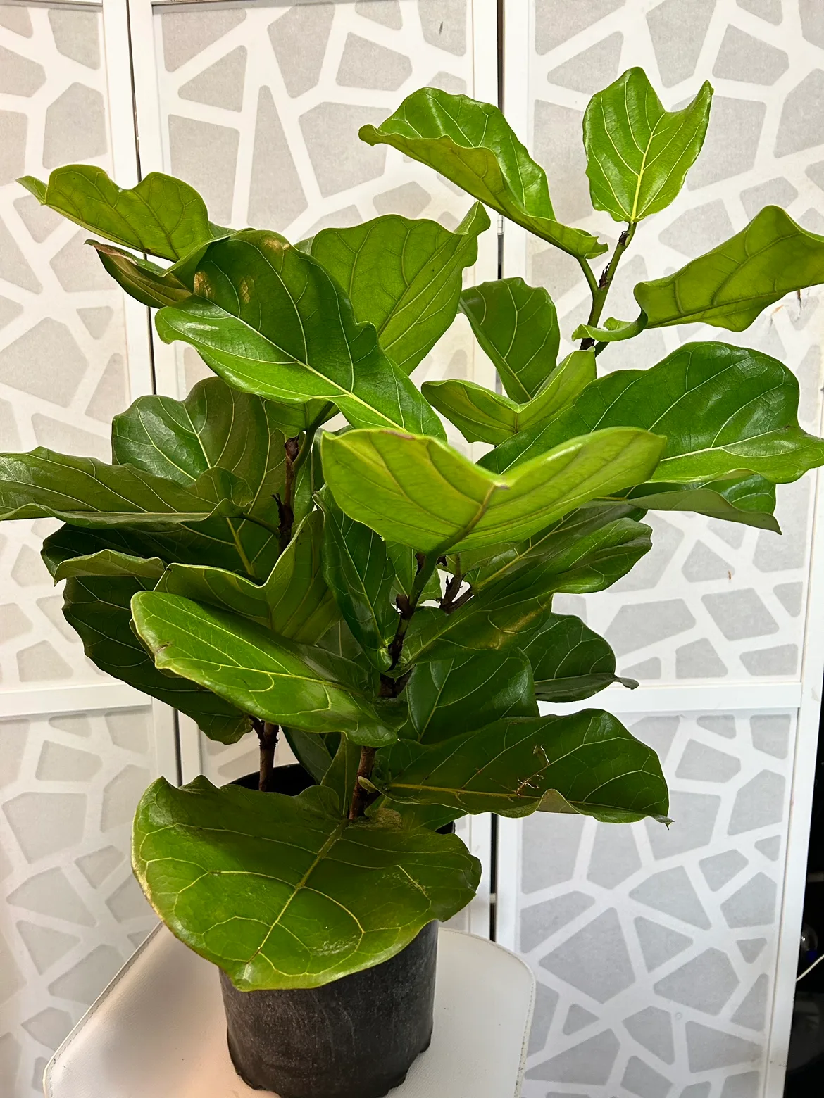 Fiddle Leaf Fig Tree (3 Plants in One Pot) thumbnail