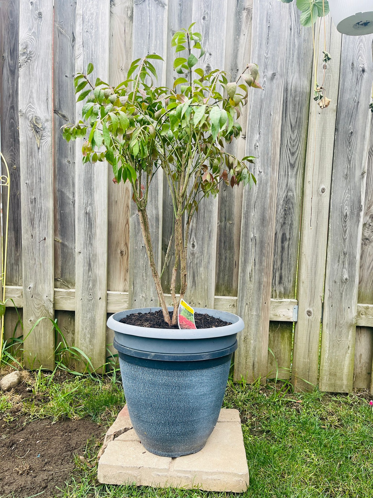 Burning Bush Plant - photo 4