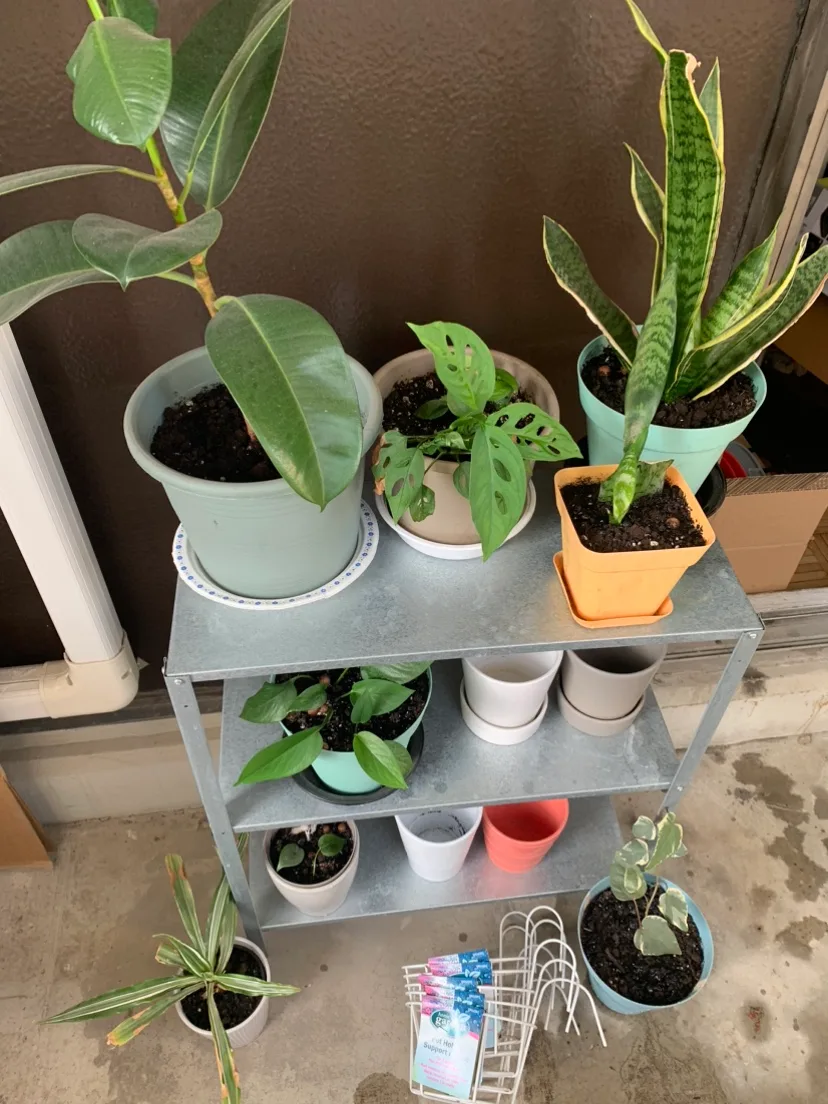 $40 for All Plants+ pots+ potting mix image indicator(5)