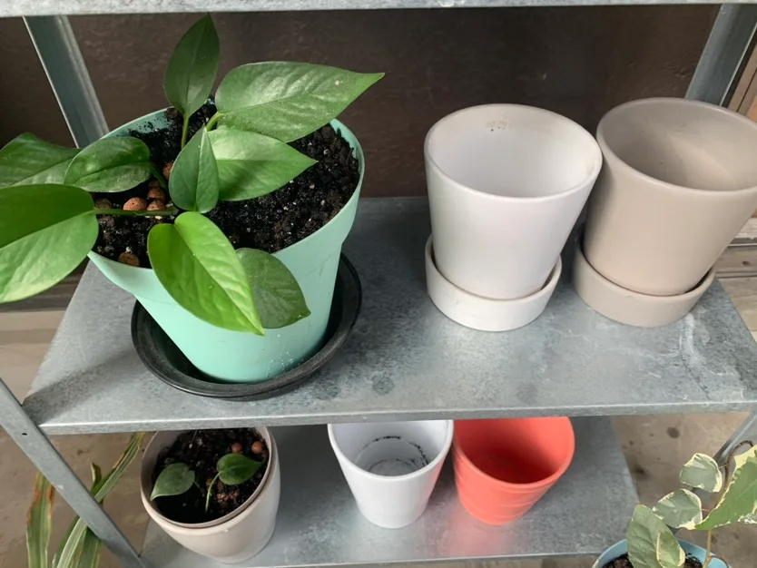 $40 for All Plants+ pots+ potting mix image indicator(3)