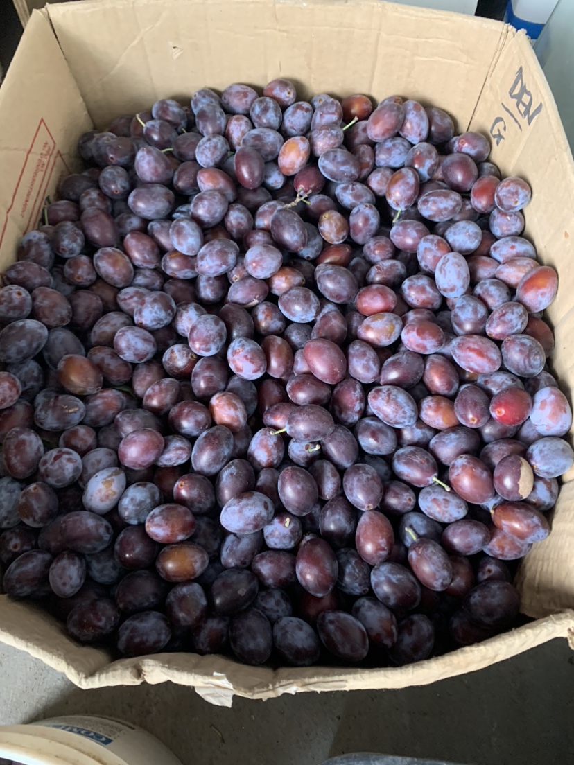 Organic European Plums💖For Limited Time Only❤️ - photo 5