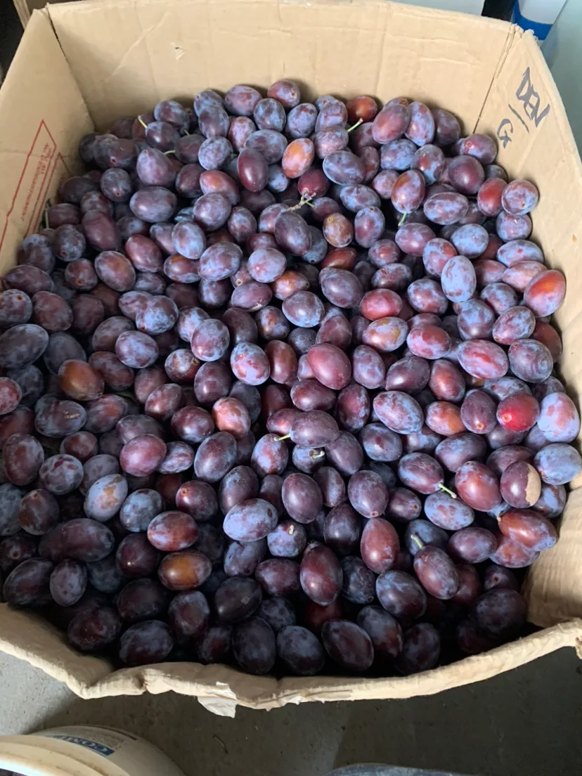 Organic European Plums💖For Limited Time Only❤️ image indicator(5)