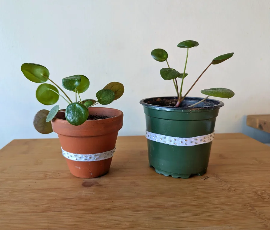 Chinese Money plant x2 thumbnail
