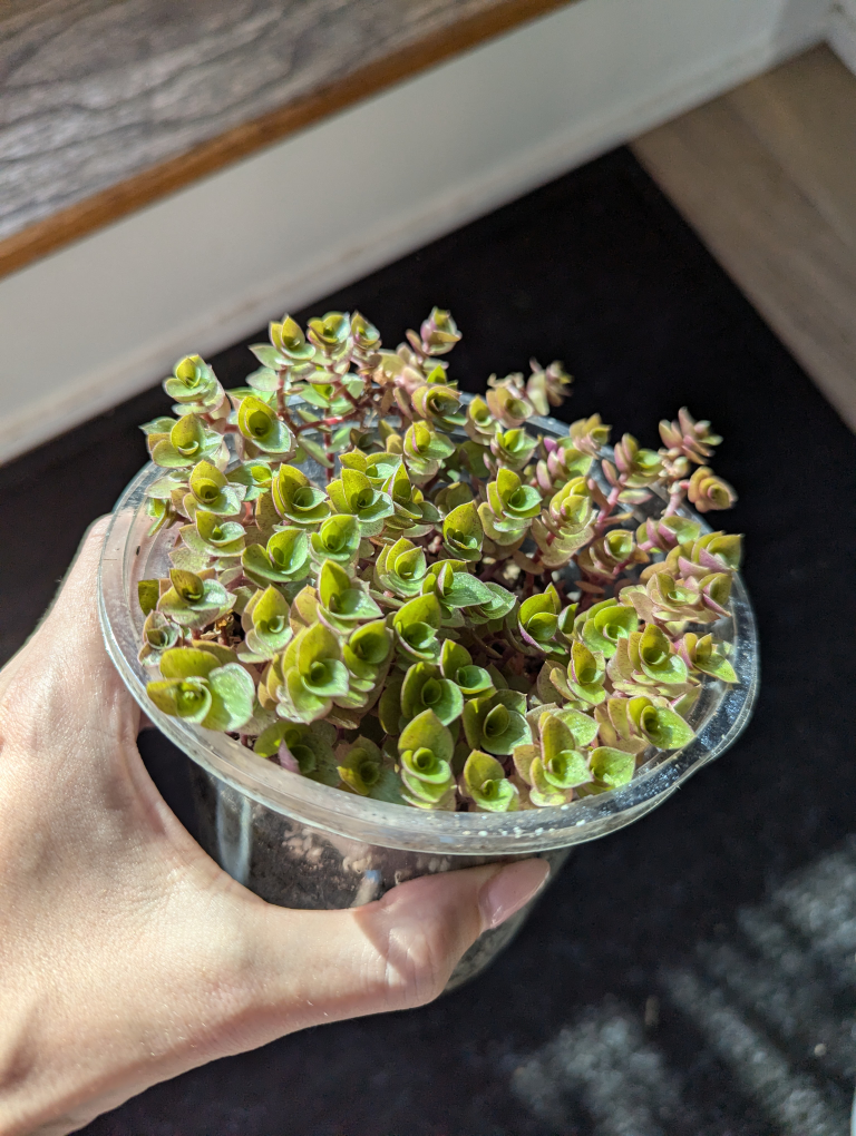 Callisia Repens Plant - Reverted