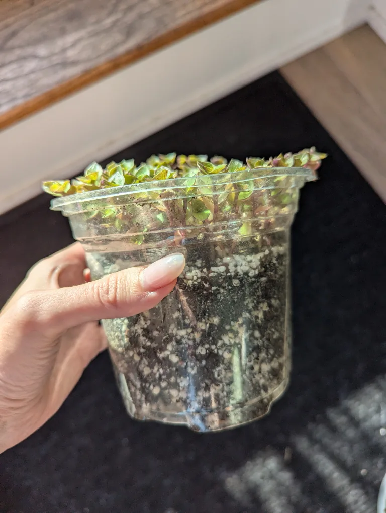 Callisia Repens Plant - Reverted image indicator(2)