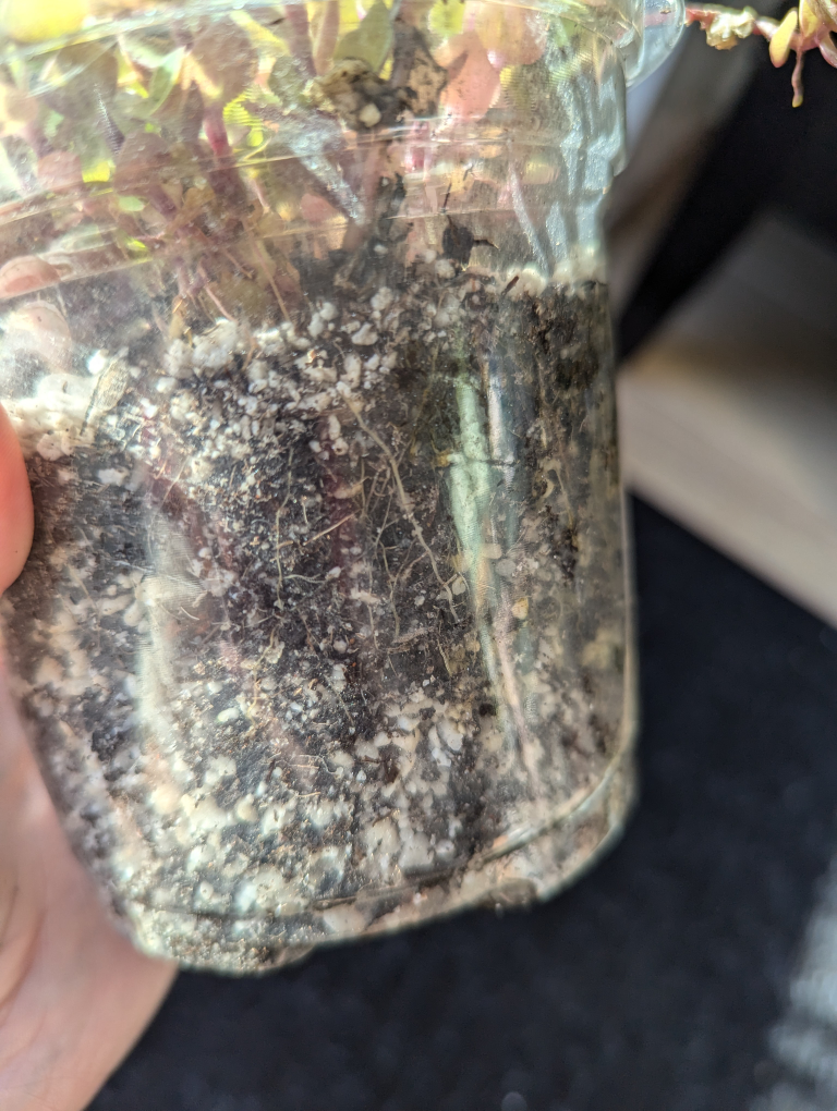 Callisia Repens Plant - Reverted - photo 3