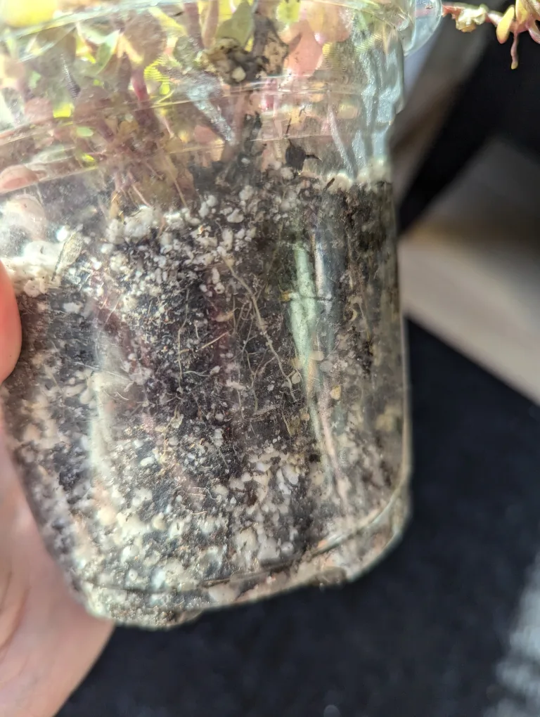 Callisia Repens Plant - Reverted image indicator(3)