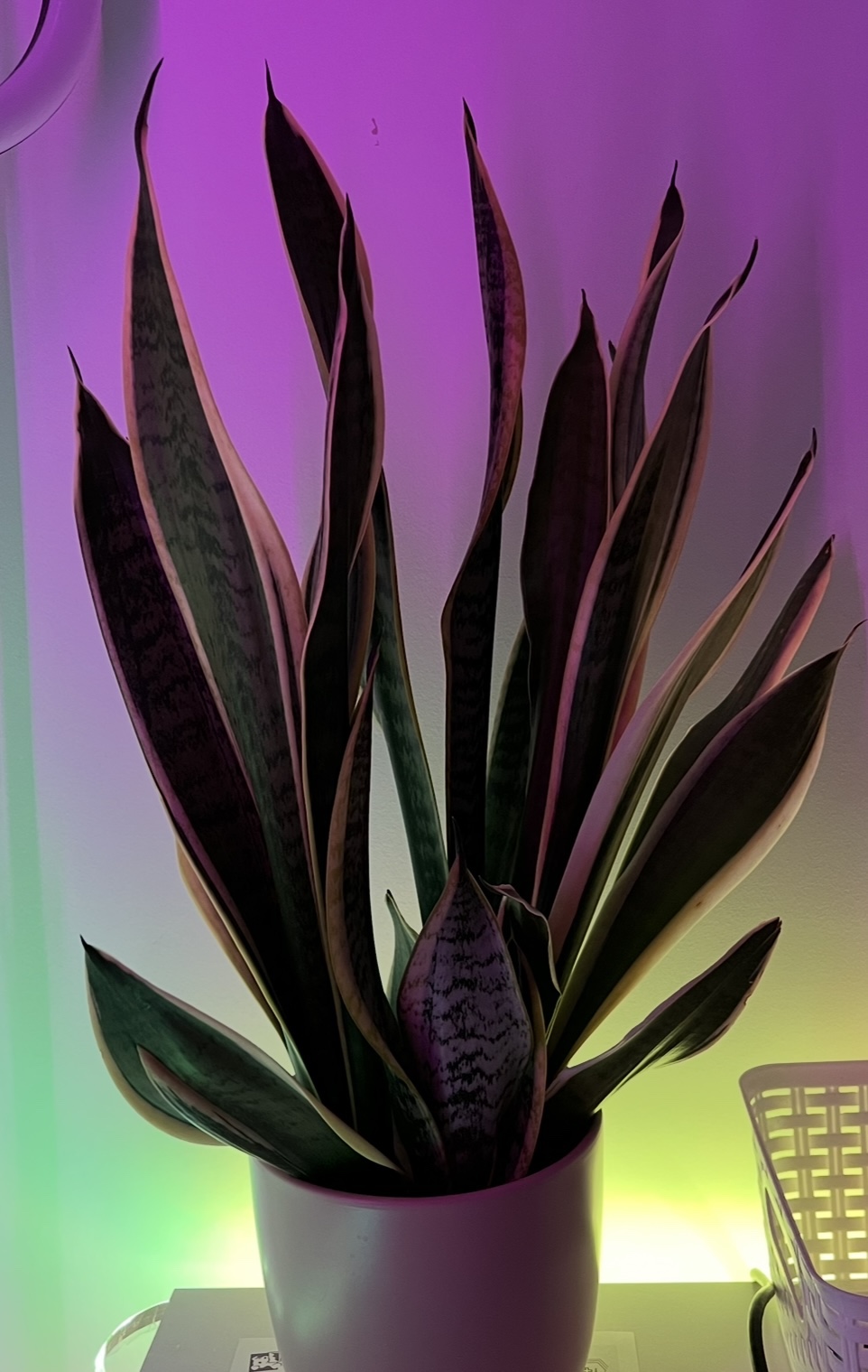 Snake Plant - photo 2