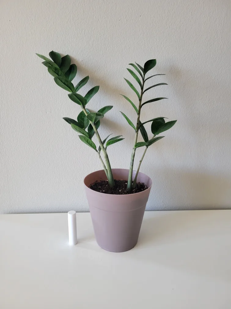 healthy ZZ plant thumbnail