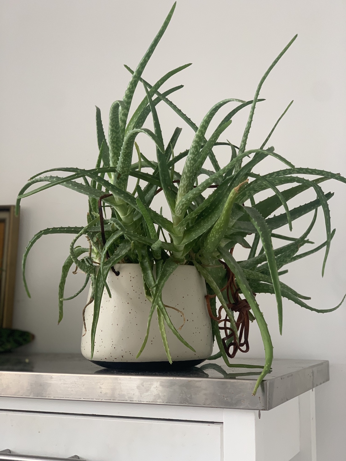 Aloe Vera Plant - photo 2