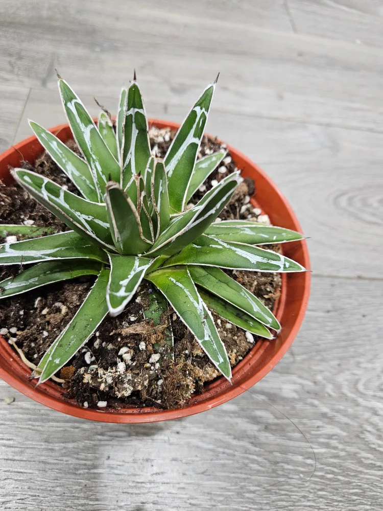 Agave Plant thumbnail