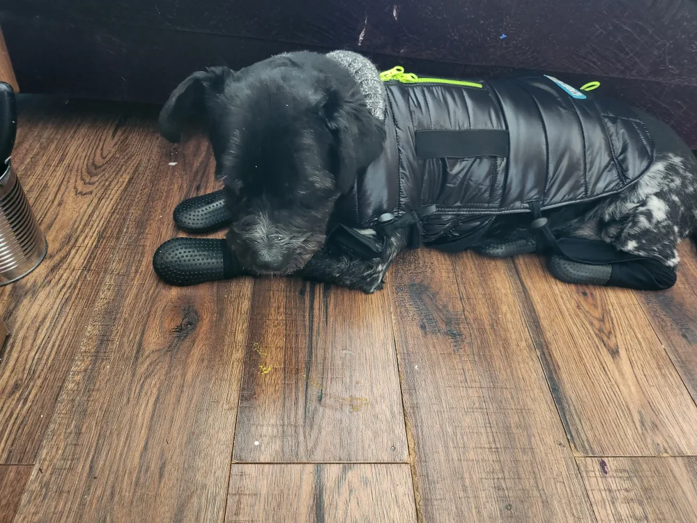 Dog Winter Boots and jacket image indicator(5)