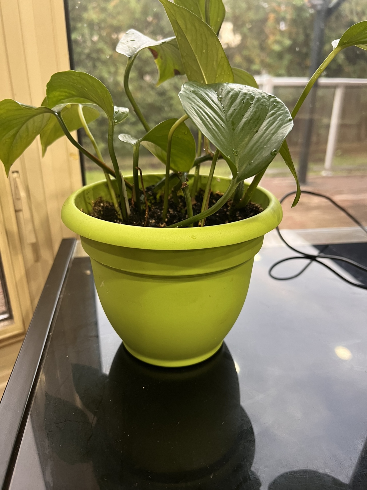 2x Pothos Plants in self watering pots - photo 5