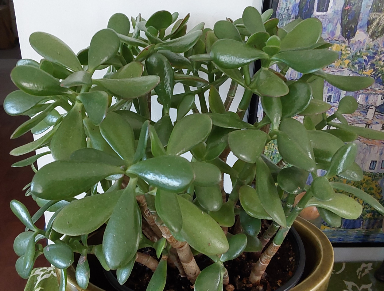 Jade Plant from Golden Acre - photo 2
